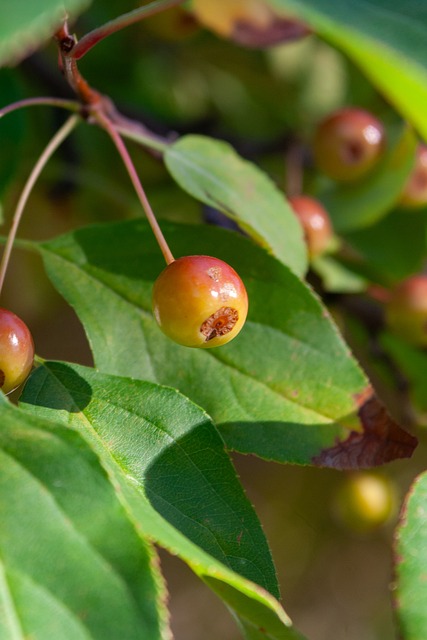 曼联陷入困境，阿莫林嘲笑梅努问题引发球迷怒火
